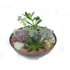 Succulent Garden